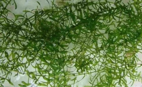 小龍蝦塘中，種伊樂藻有那些好處?什么時候種?怎么種?