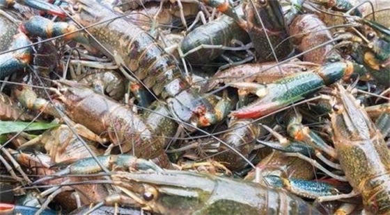 三月蝦蟹養殖需要注意哪些問題