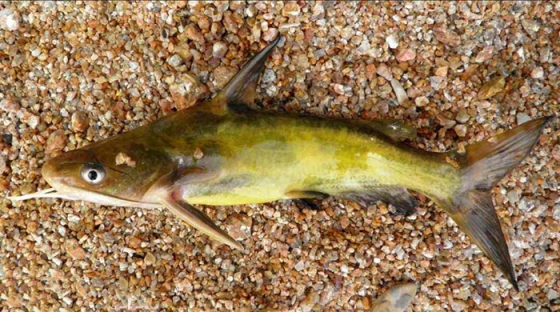 池塘養殖黃顙魚有哪些要求